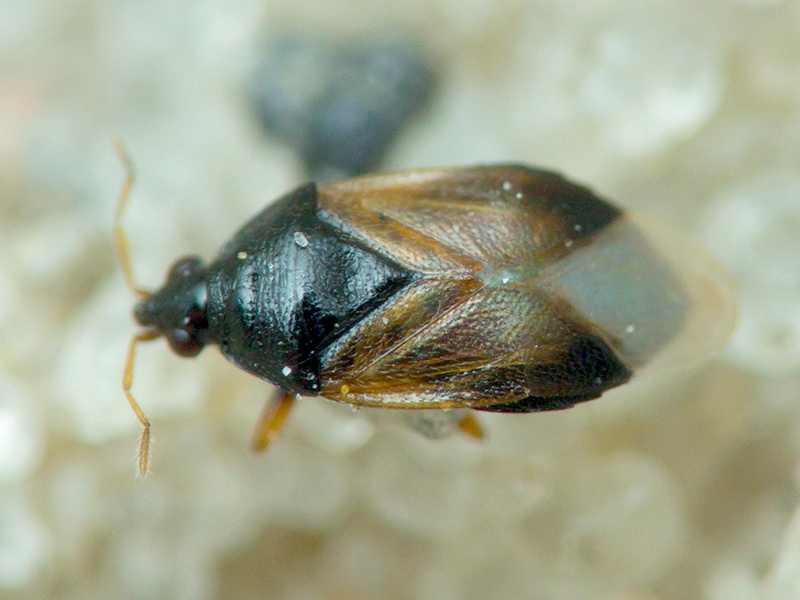 Insecta Linnaeus, 1758